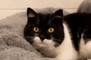 Maya