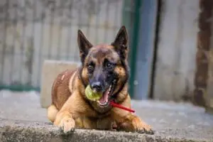 Pakki
