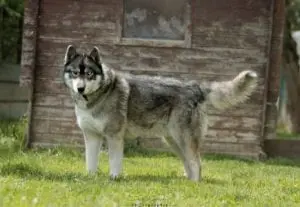 Togo