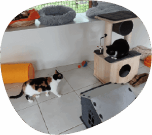 Chats