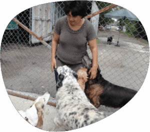 Chiens