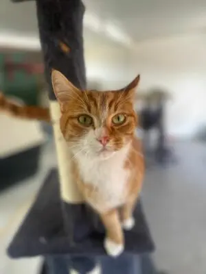 Poussi