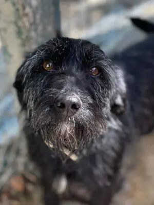 Orka