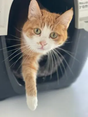 Cat Cat