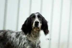 Texane