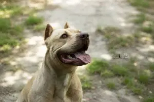 Arkor
