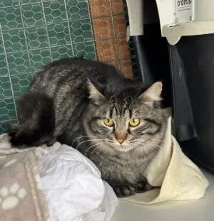 Ada