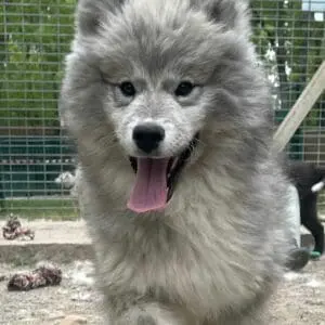 Suki