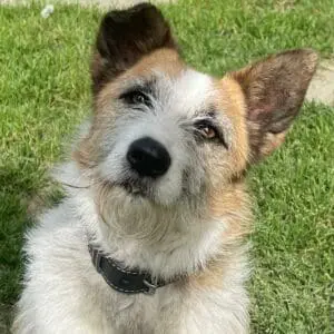 Lila