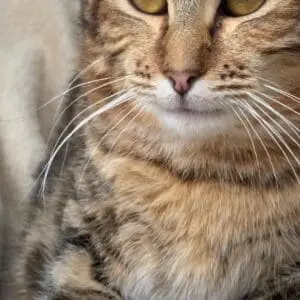 Timmy