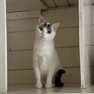 Bianca