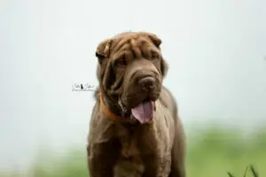 Aldo