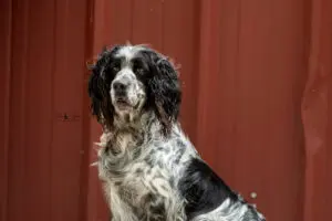 Tom