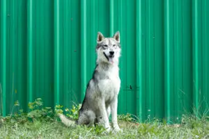 Loki