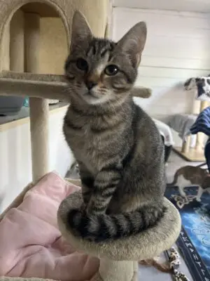 Tiko