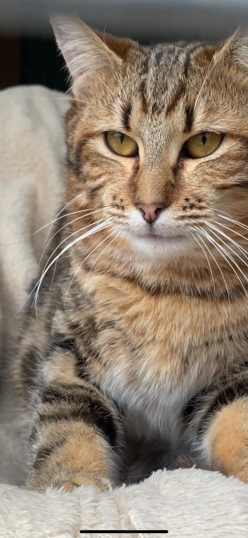 Timmy
