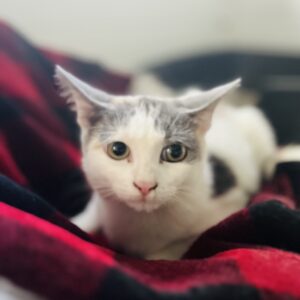 Maya