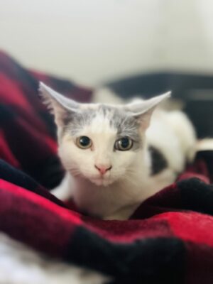 Maya