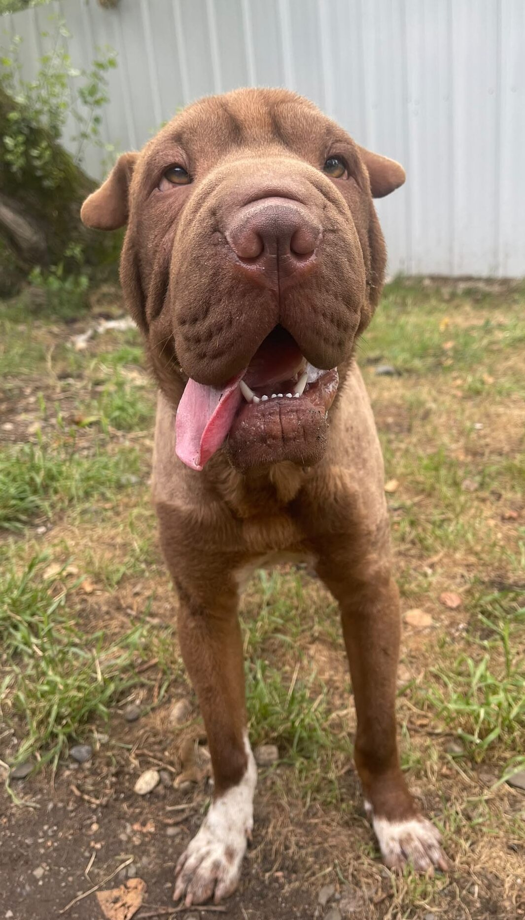 Aldo