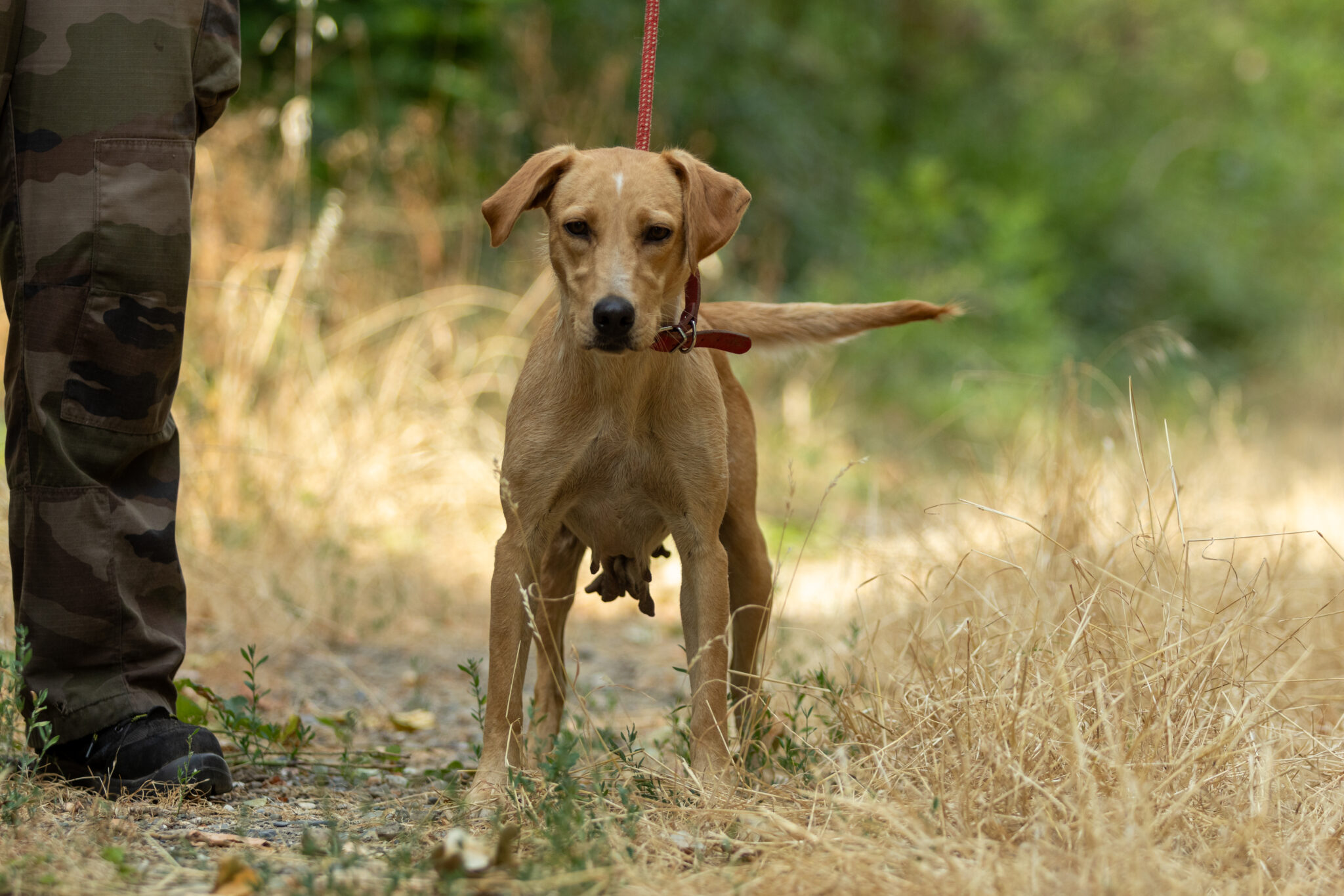 Maxi