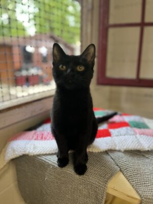 Poupette