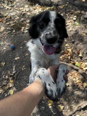 Titi